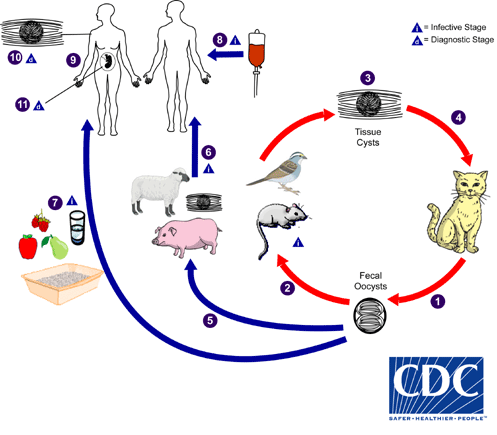 toxoplasma_lifecycle_bam1